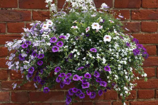 2025 – Rochdale In Bloom – Hanging Basket Sponsors